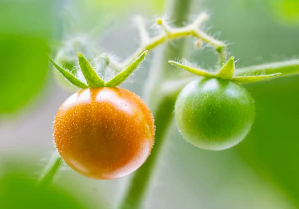 Tomatenpflanze, Nahaufnahme für die KI-Sortenerkennung