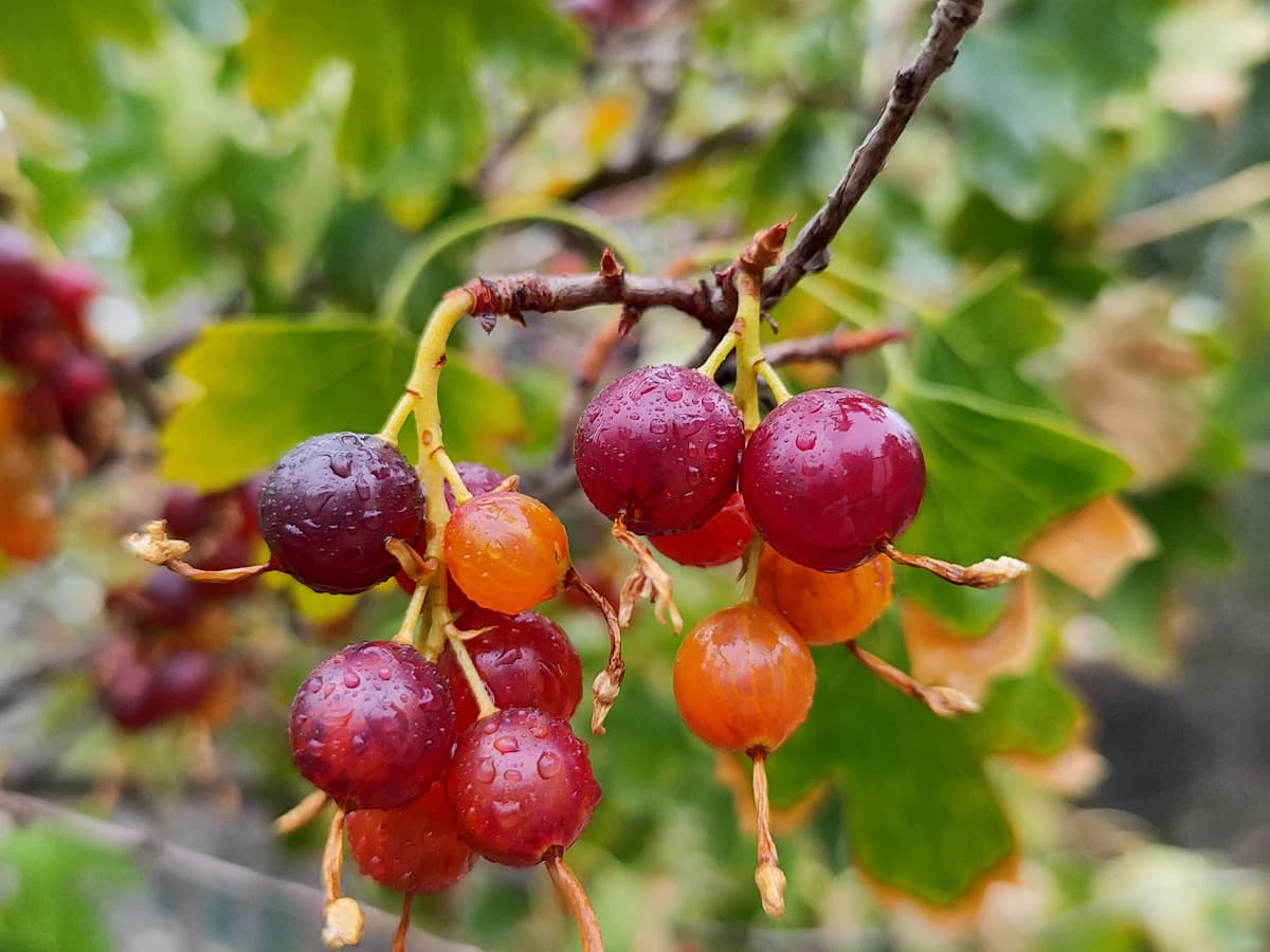 Reife Beeren an einem Strauch im Garten